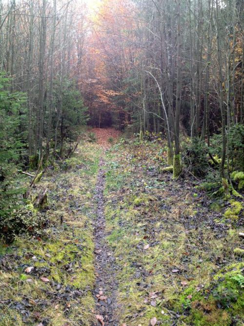 Mountainbiking (MTB) Downhill Fichtelgebirge
