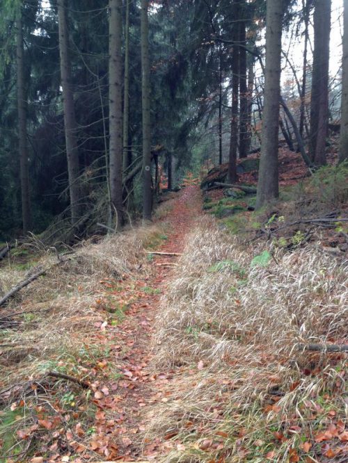 Mountainbiking (MTB) Downhill Fichtelgebirge