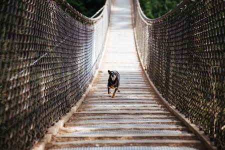 Wellnessurlaub mit Hund